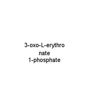 3-oxo-L-erythronate 1-phosphate